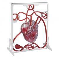 Az emberi szív - szívverés